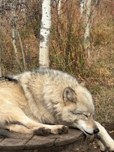 A gray wolf-dog rests with eyes closed on a wooden platform, surrounded by dry grass and slender white-barked trees. Its thick fur blends shades of gray, cream, and brown, while its relaxed posture gives the scene a calm, peaceful feeling in a quiet autumn woodland setting.
