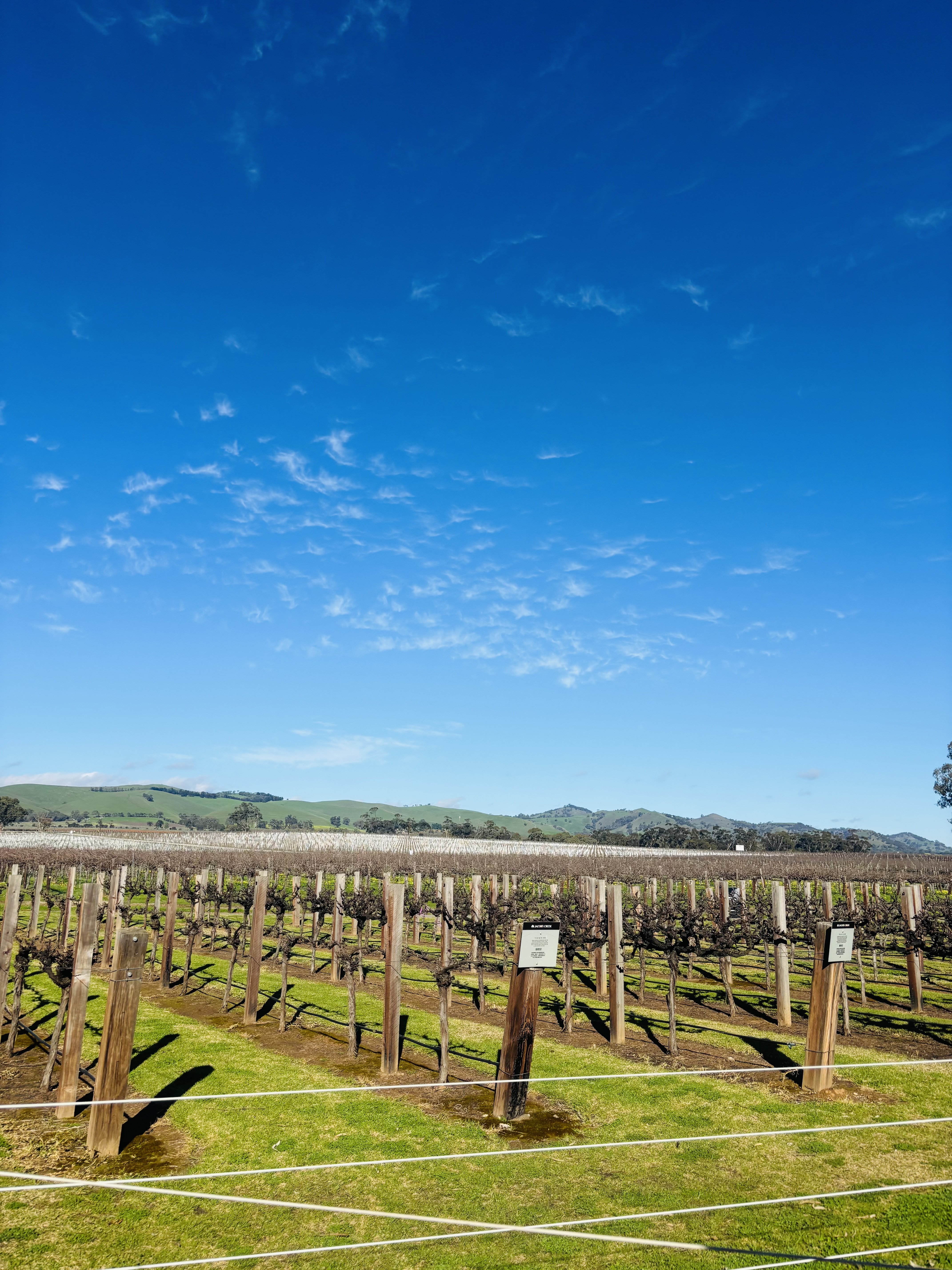 A vineyard with leafless vines stretches across a sunlit, grassy field under a bright blue sky with scattered clouds.
