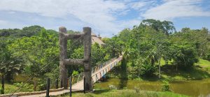 Rustic suspension bridge in lush jungle