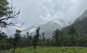 Lush green meadow with scattered trees in the foreground, misty mountains partially veiled by clouds in the background, evoking a serene atmosphere.