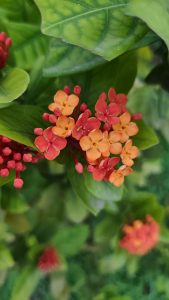 Vibrant clusters of red and orange flowers with small petals are surrounded by glossy green leaves.
