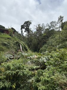 Lush green hillside with dense plants, a small brown building, and tall forest trees.