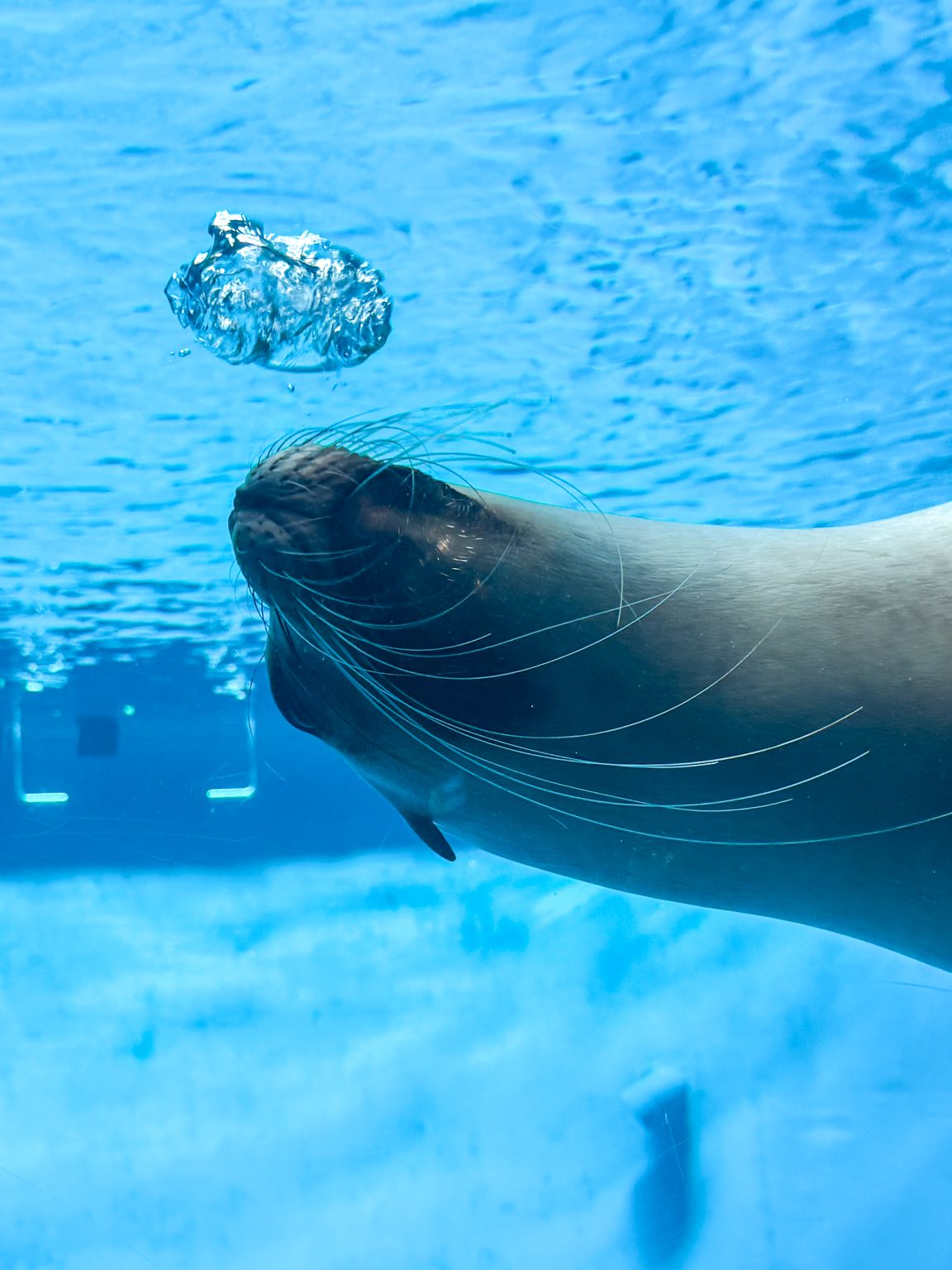 A sea lion in a large tank releases an air bubble underwater.