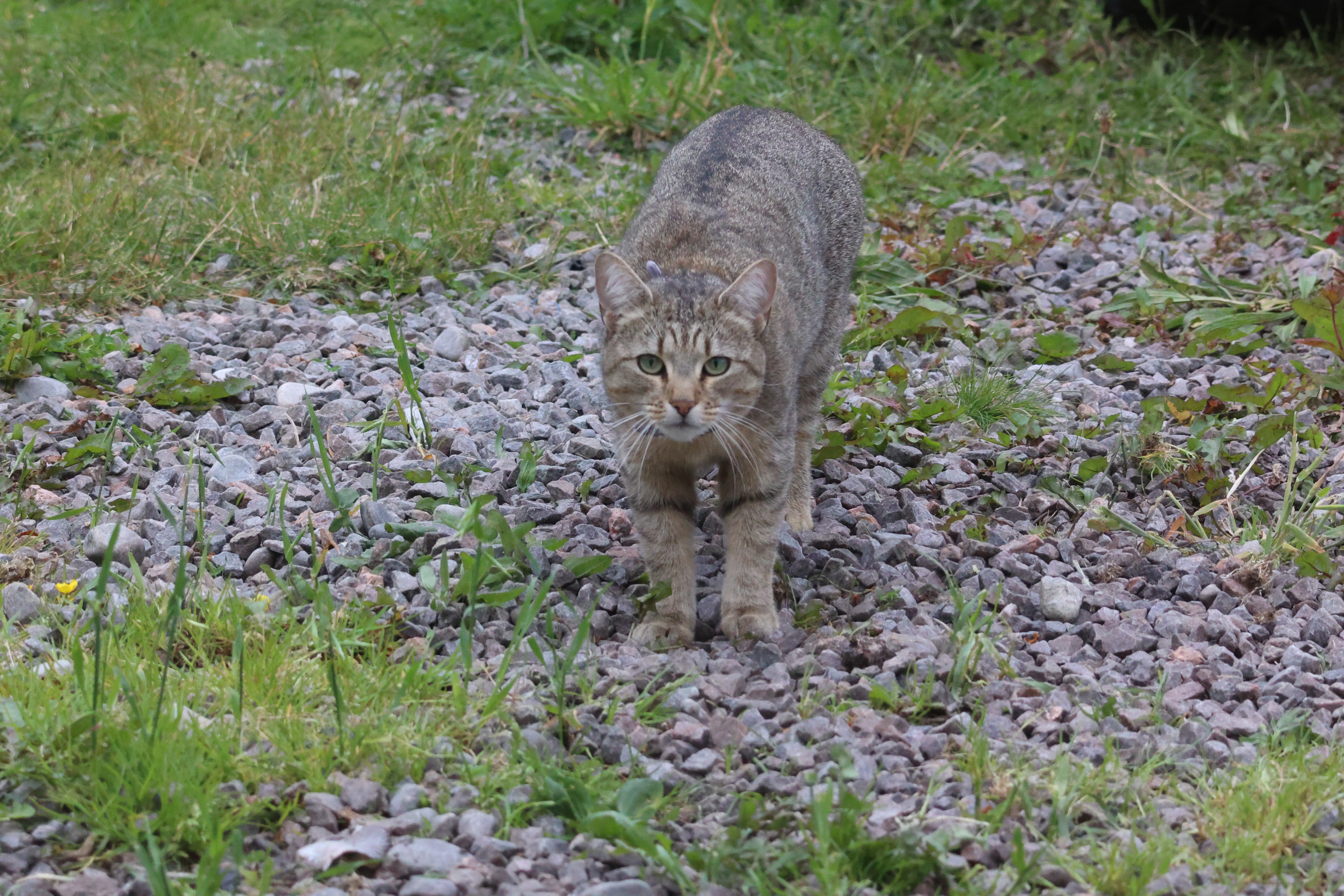 Cat walking over gravel towards the camera looking into the lens, mouth open tongue out.