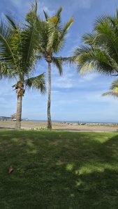 Tall palm trees stand on green grass beside a quiet beach, with the ocean, rocks, and a clear blue sky in the background.