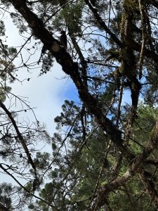 A beautiful woodpecker perched on a tree at Don Manuel Lagoon Park in Santa María de Dota. Surrounded by lush forests, this remarkable bird is a wonderful example of Costa Rica's rich birdlife and biodiversity. The park provides an excellent habitat for many native bird species, making it a great destination for birdwatchers and nature enthusiasts.