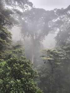 Dense misty forest with tall trees, lush green foliage, and moss-covered branches.