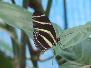 A black butterfly with pale yellow stripes and red spots rests on a green leaf. Blurred foliage can be seen in the background.