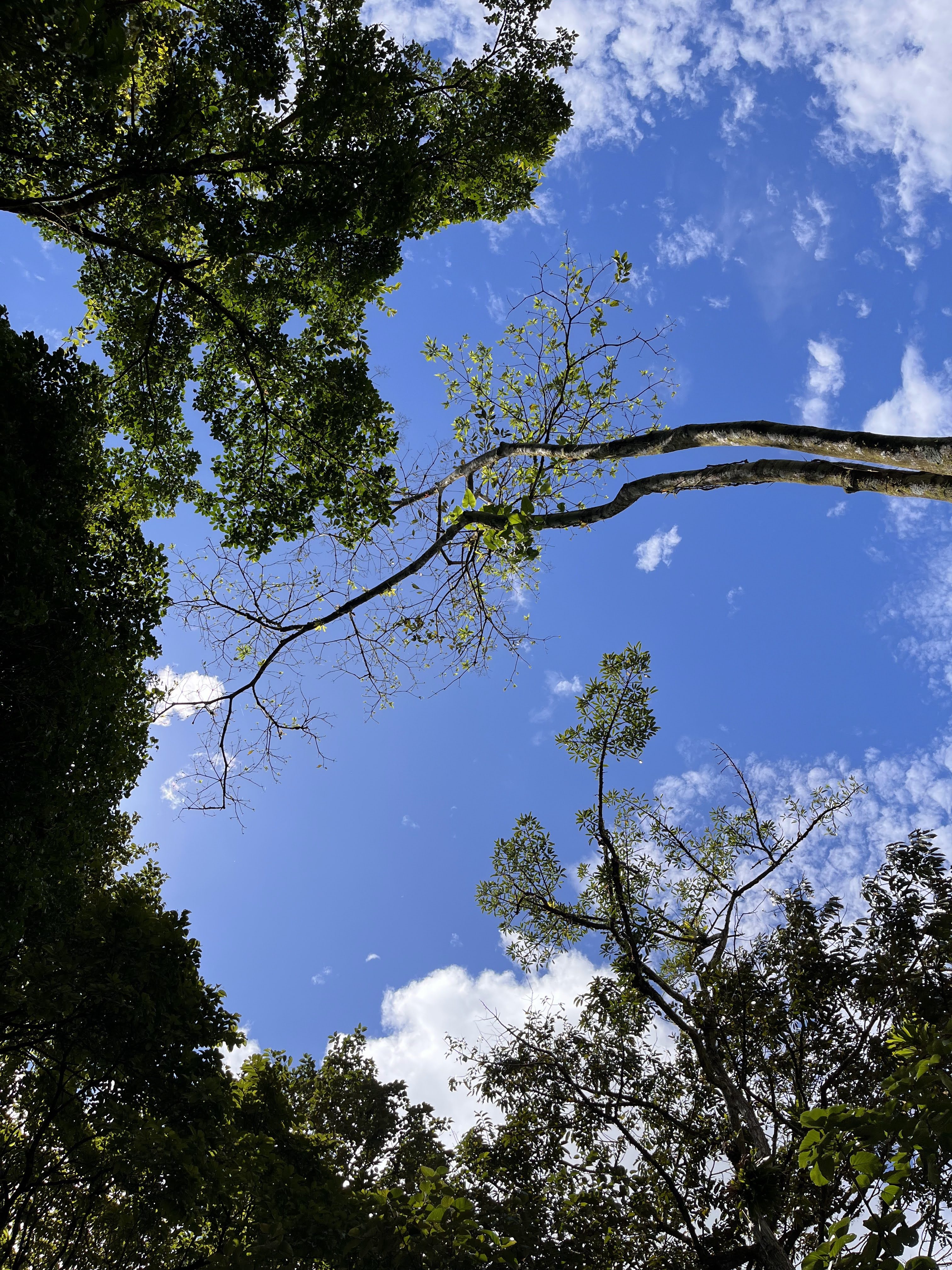 Green treetops beneath a clear blue sky with scattered white clouds.