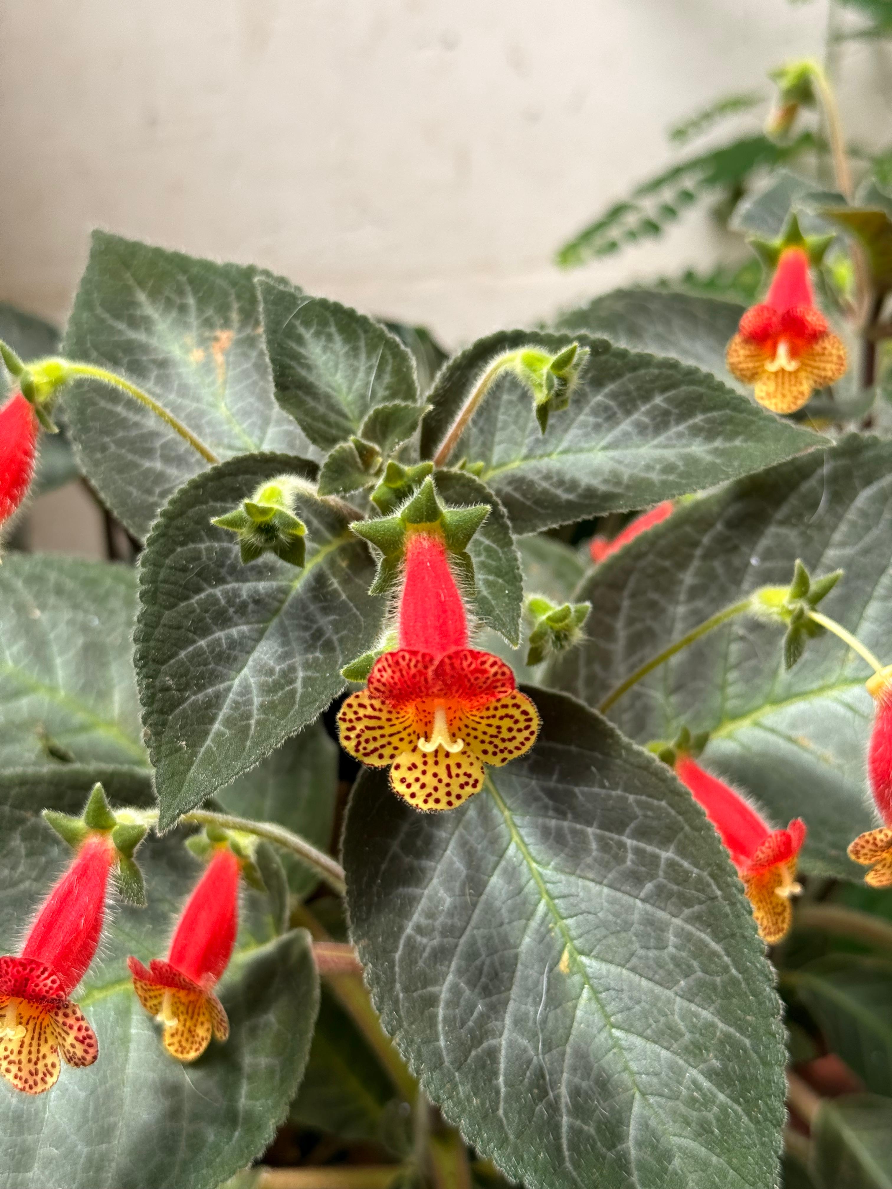 Close-up of bright red and yellow flowers with green leaves.