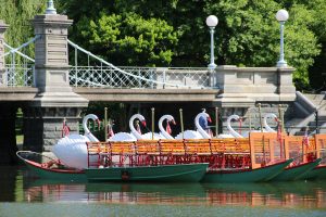 Boston's famous Swan Boats in the pond at Boston Common.