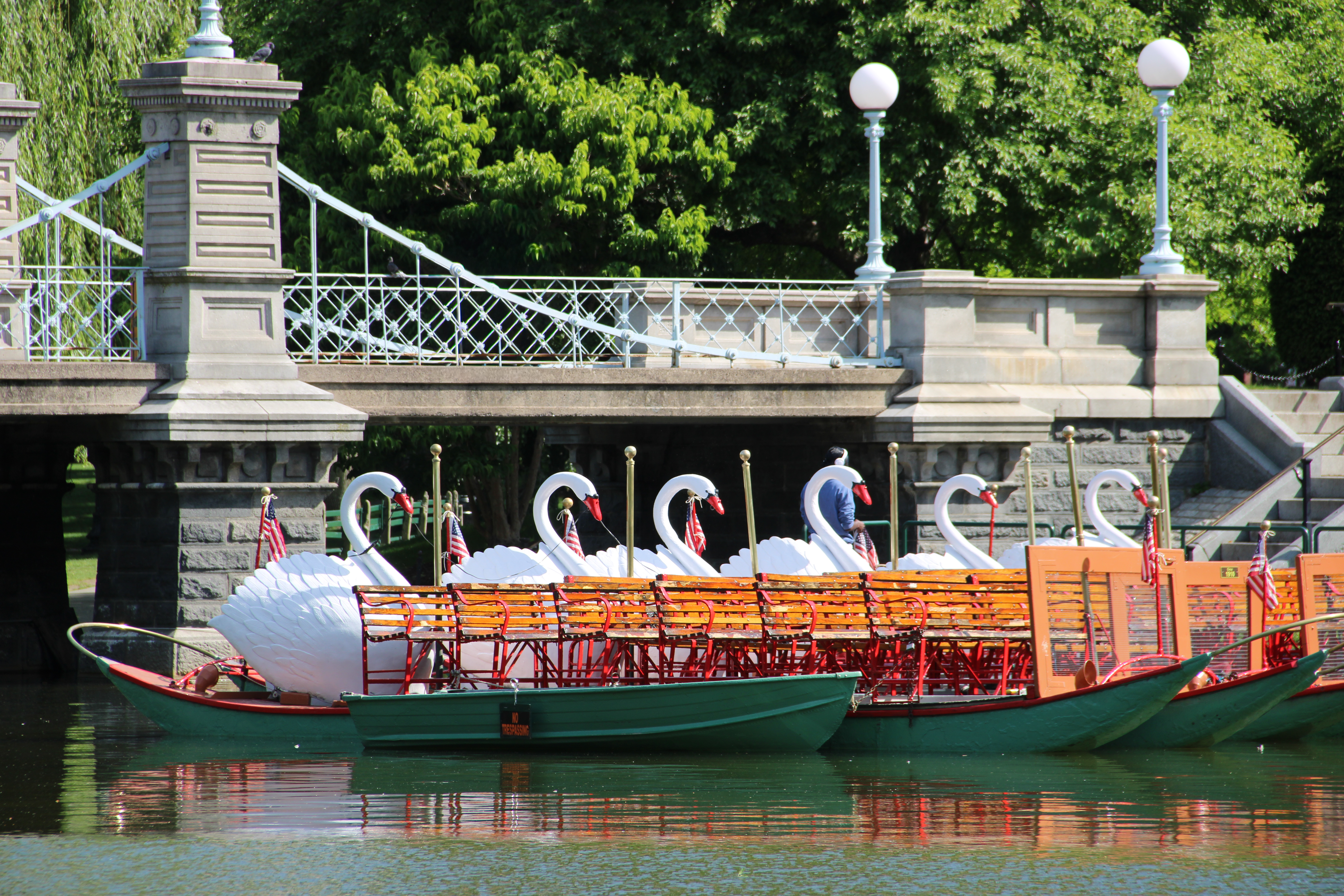 Boston's famous Swan Boats in the pond at Boston Common.