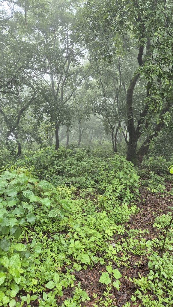 A misty forest scene where tall trees with lush green foliage stretch upwards, partially obscured by a soft fog that adds a sense of mystery.