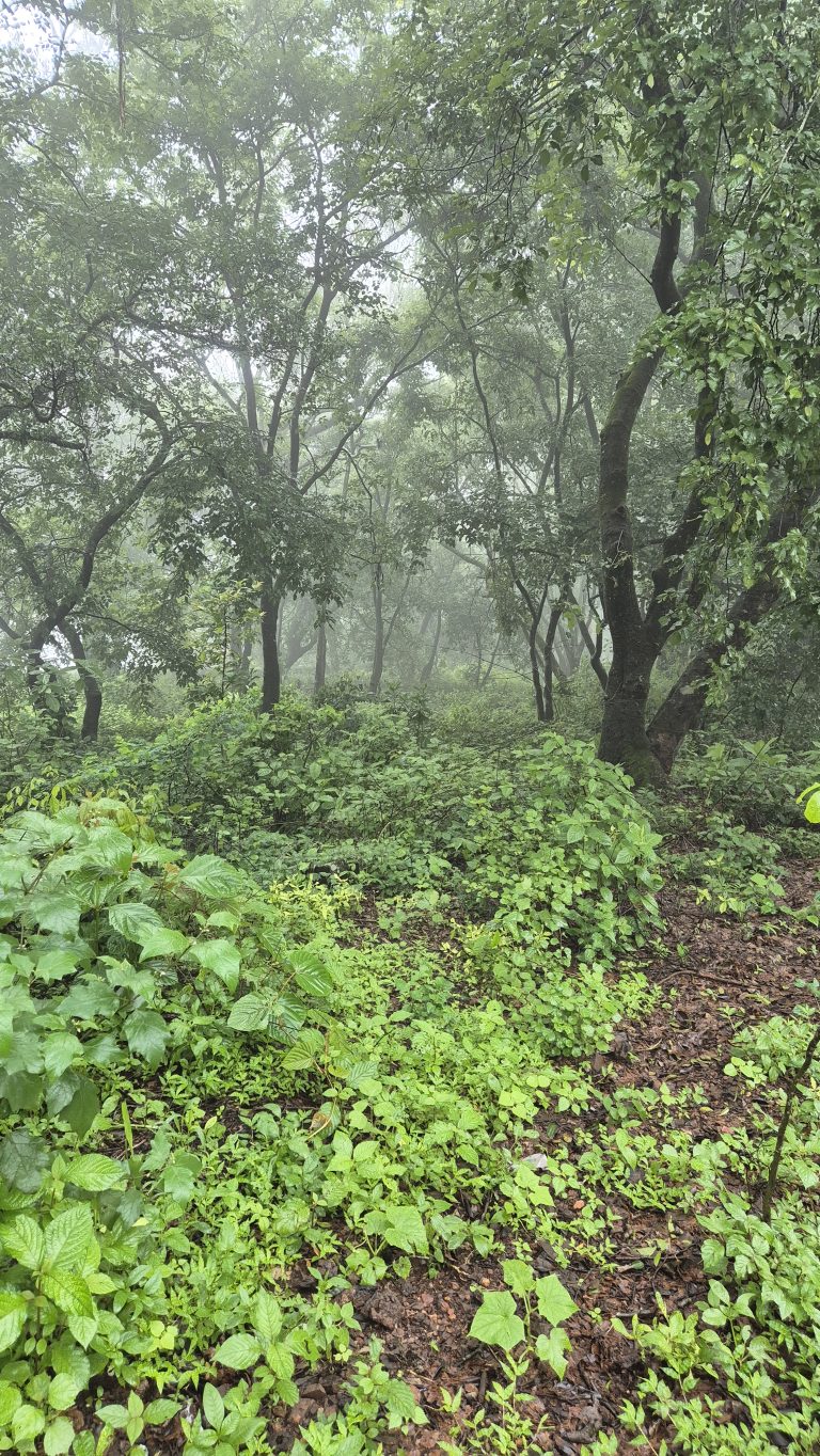 A misty forest scene where tall trees with lush green foliage stretch upwards, partially obscured by a soft fog that adds a sense of mystery.