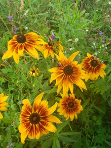 Bright yellow flowers with reddish-brown centers blooming among green leaves and grass.