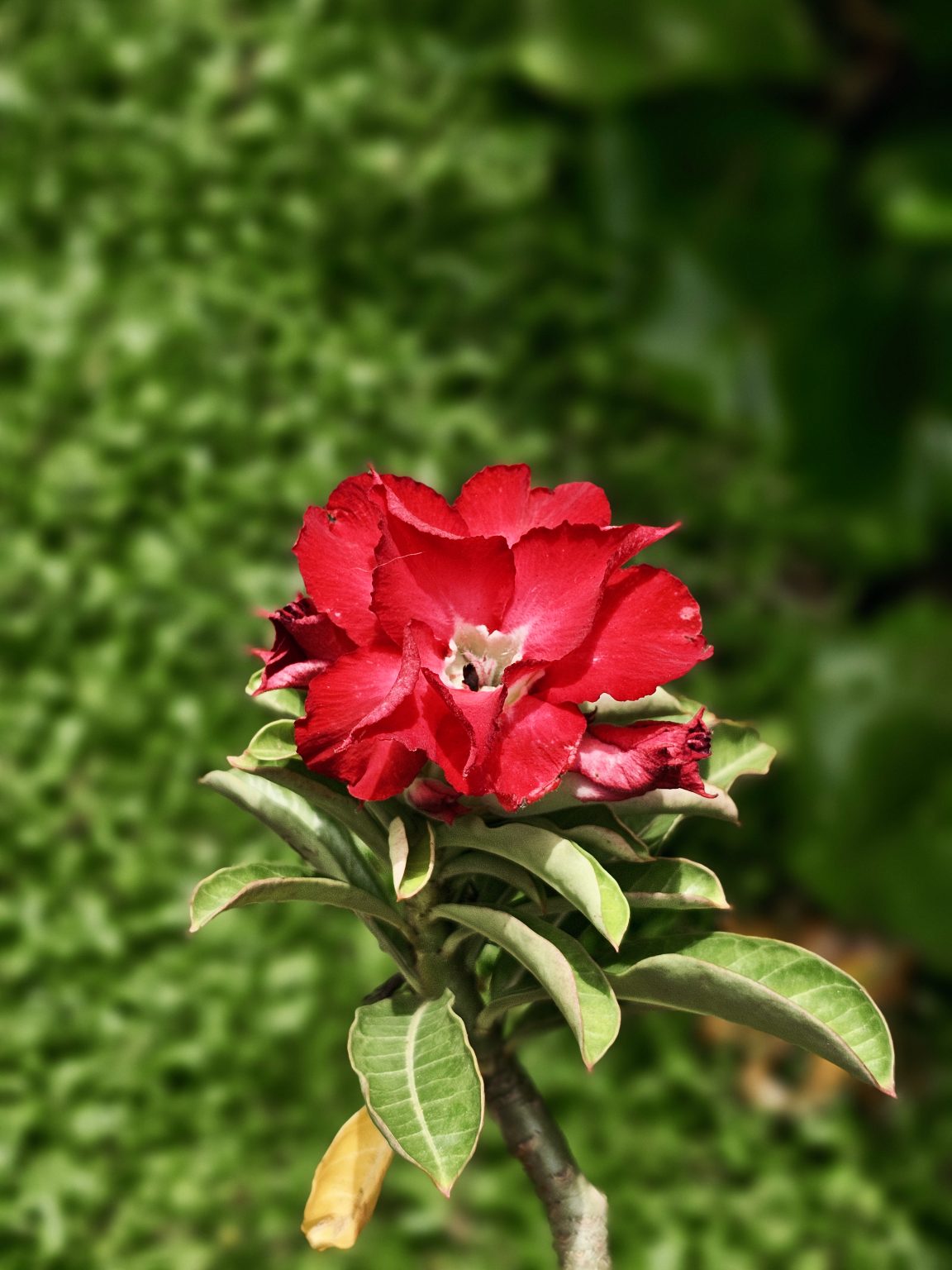 A bright red desert rose (Adenium obesum) blooms beautifully against a soft green background. The close-up highlights the rich color, delicate petals, and fresh leaves. Captured in Perumanna, Kozhikode.