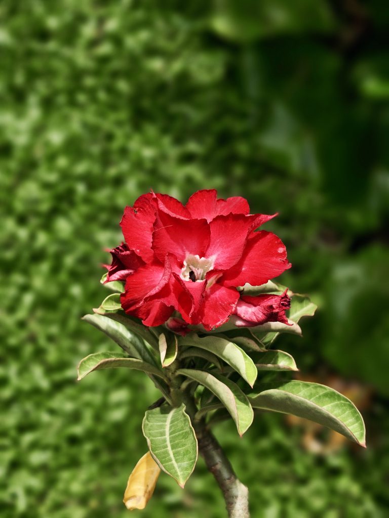 A bright red desert rose (Adenium obesum) blooms beautifully against a soft green background. The close-up highlights the rich color, delicate petals, and fresh leaves. Captured in Perumanna, Kozhikode.