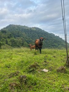 Cow and calf grazing on a lush, green hillside, with a forested mountain under a cloudy sky in the background.
