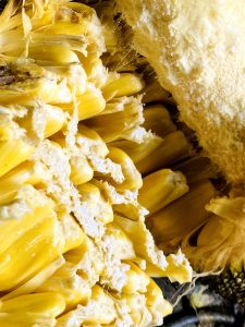 A close-up shot of a freshly cut, ripe jackfruit showing its bright yellow bulbs and fibrous core.
