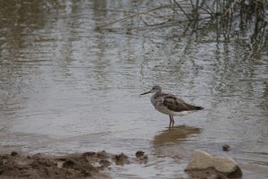 A Common Greenshank shorebird stands in shallow water on a riverbank.