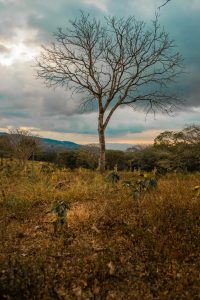 A tall leafless tree stands in a dry grassy field with hills and scattered trees in the distance beneath a cloudy sky.