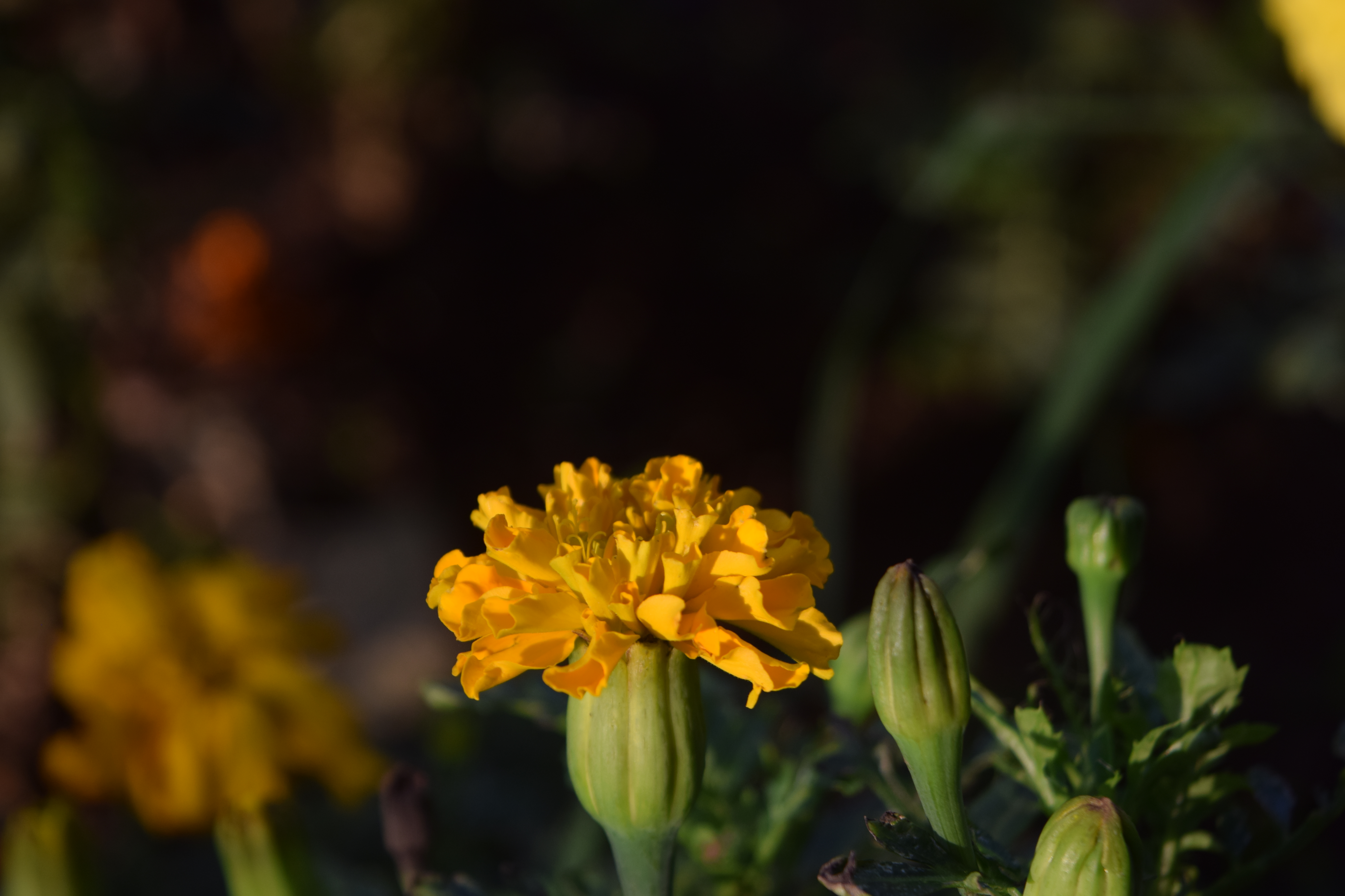 Orange marigold flower with unopened buds beside it, dark blurred background