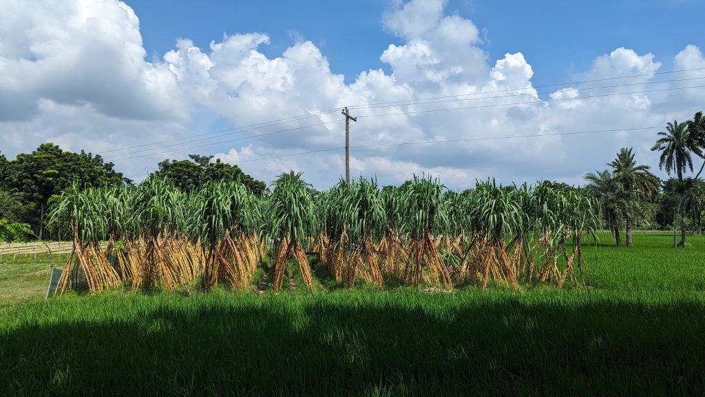 Bundles of sugarcane are stacked upright in a field under a blue sky with scattered clouds.