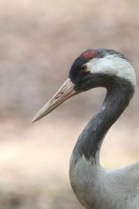 A close-up photograph captures a sideview of common crane with its head and neck visible in the photograph. It has black-and-white head pattern, small red crown patch. The background is a soft, blurred tan color.

