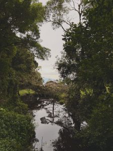 A tranquil forest scene featuring a reflective stream surrounded by dense vegetation and towering trees. Fallen branches, calm water, and the lush green landscape create a peaceful atmosphere, showcasing the untouched beauty and biodiversity of a mountain forest.