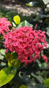 Pink Red flowers that stands out beautifully.