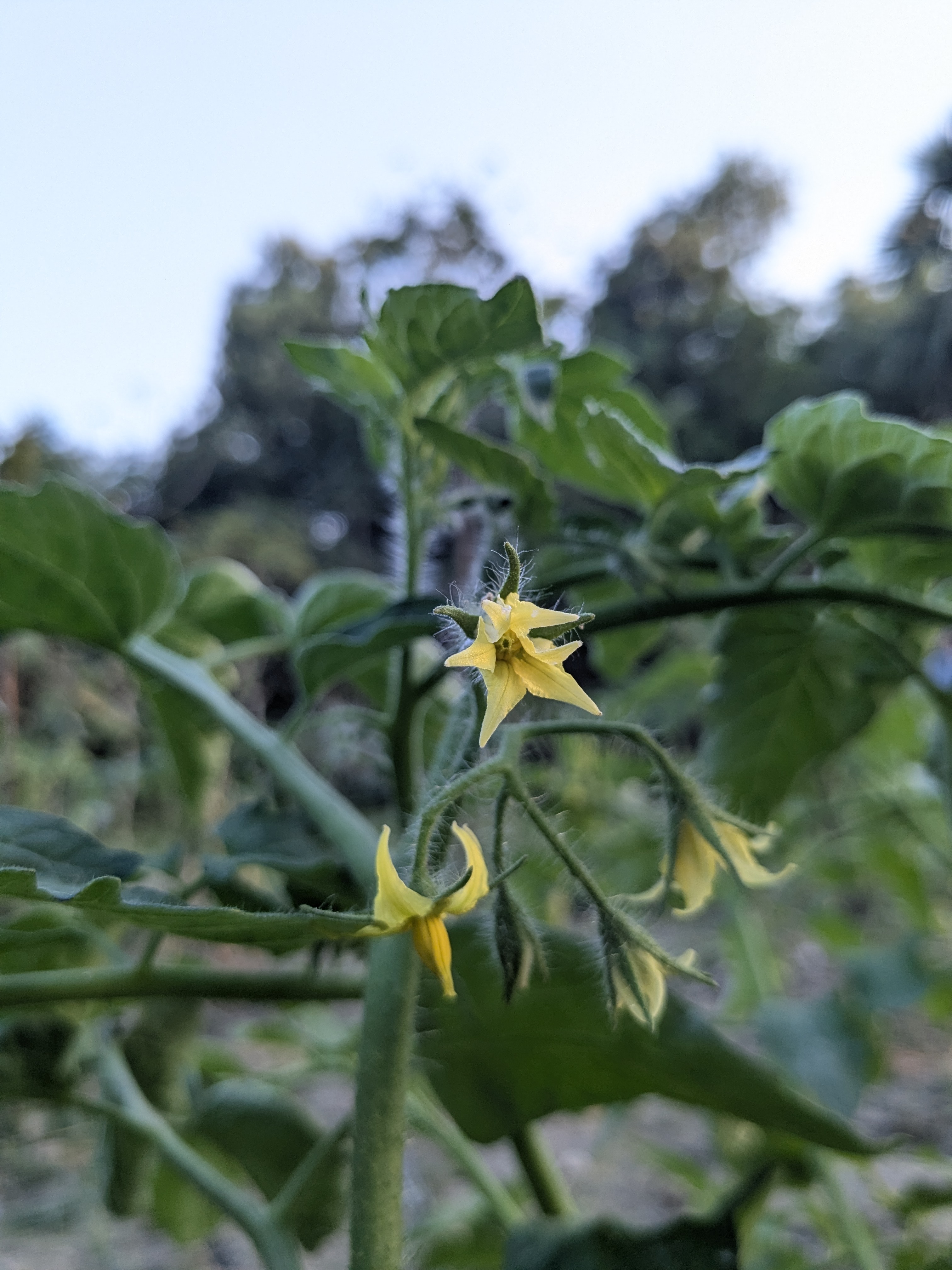Close-up of a tomato plant with small, yellow star-shaped flowers amongst green leaves. Background softly blurred, evoking a calm garden setting.