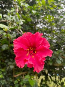 Bright pink hibiscus flower with yellow stamens surrounded by green leaves.
