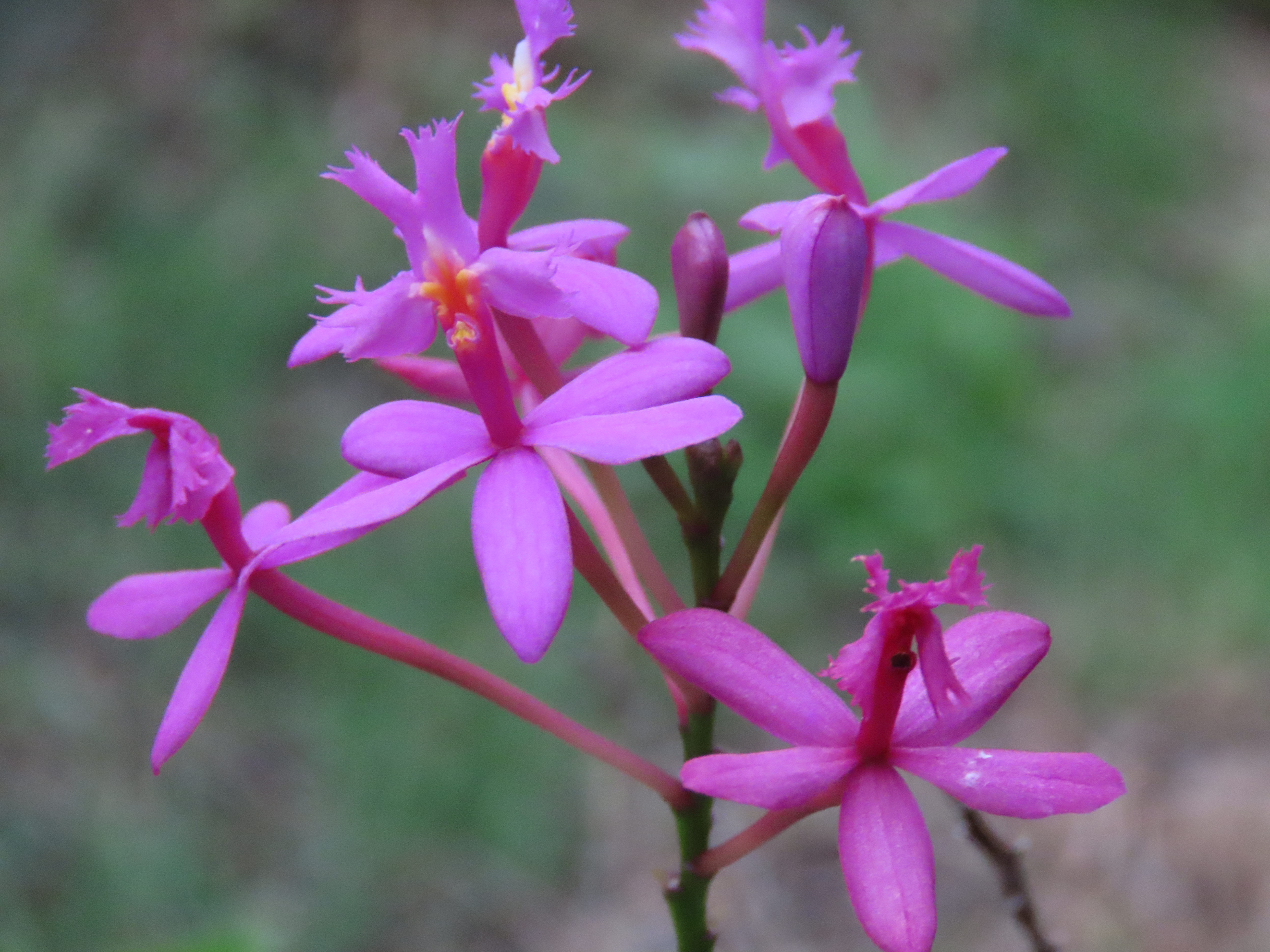 A cluster of delicate, vibrant purple flowers is displayed, each with distinct shapes and sizes