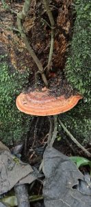 Single orange striped bracket fungus growing from a moss-covered tree trunk.