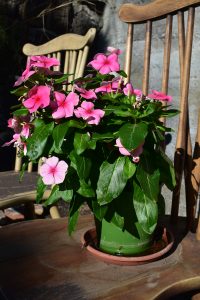 Catharanthus roseus, commonly known as the Madagascar Periwinkle, Vibrant pink five-petaled flowers and glossy green leaves in a pot on a wooden surface, with wooden chairs in a sunny background.
