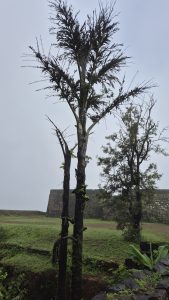 Two tall trees beside an old stone wall with greenery under a misty gray sky.
