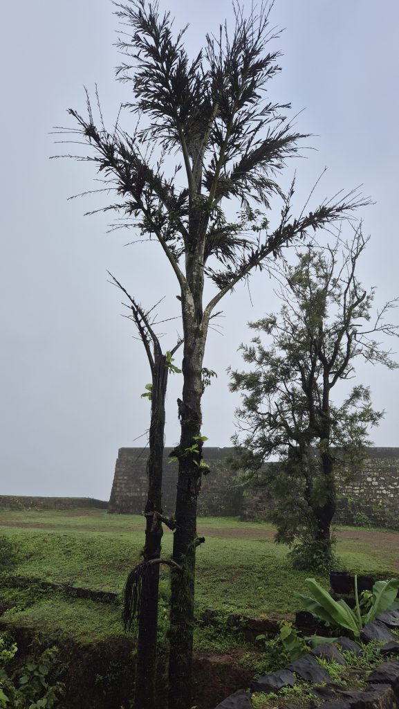 Two tall trees beside an old stone wall with greenery under a misty gray sky.