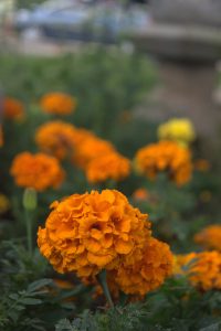 A picture focused on marigold flower with blurred background