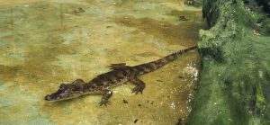 
A small crocodile is partially submerged in murky water, showcasing its long, slender body. 