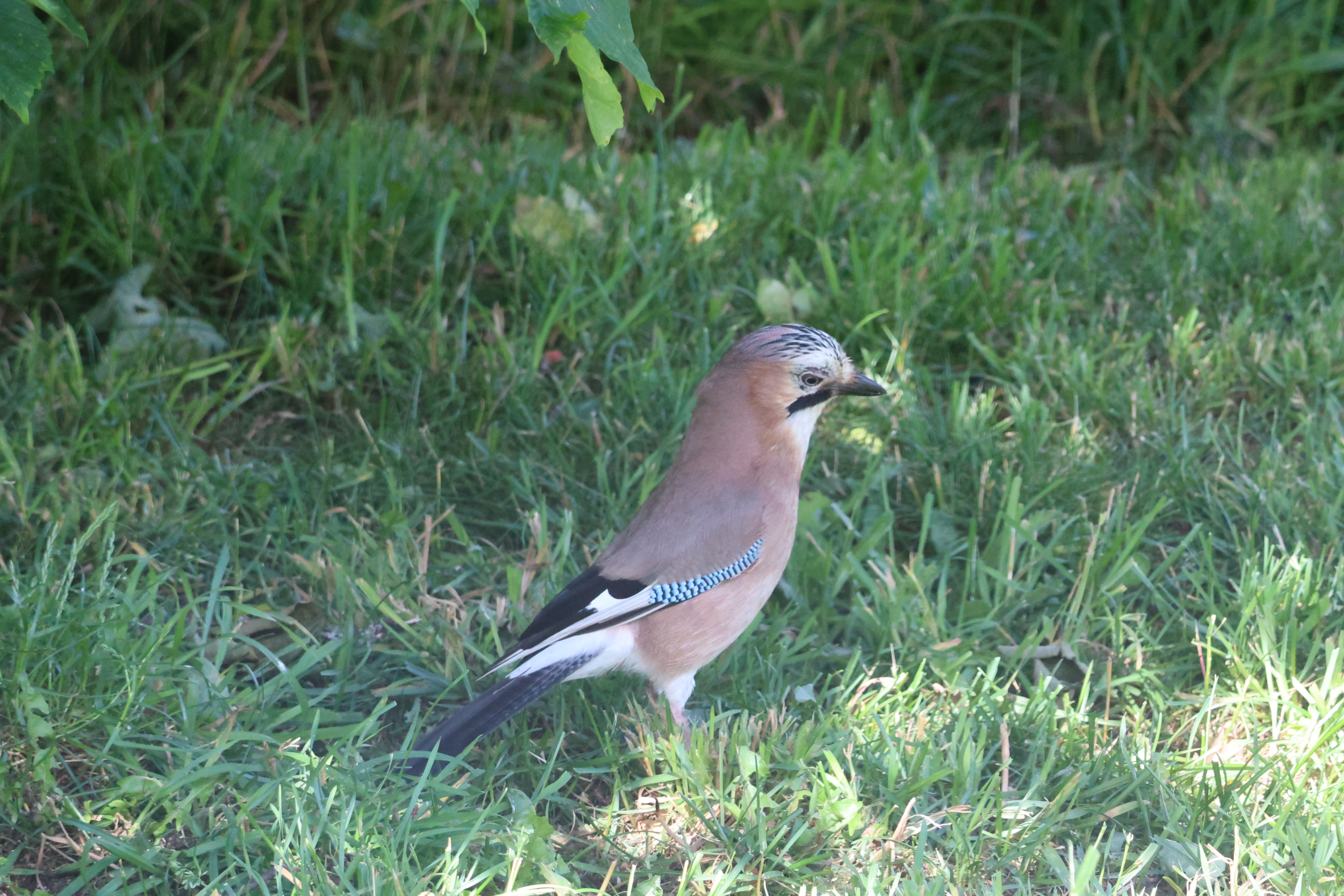 Fledgling Jay wandering through trees looking for food.