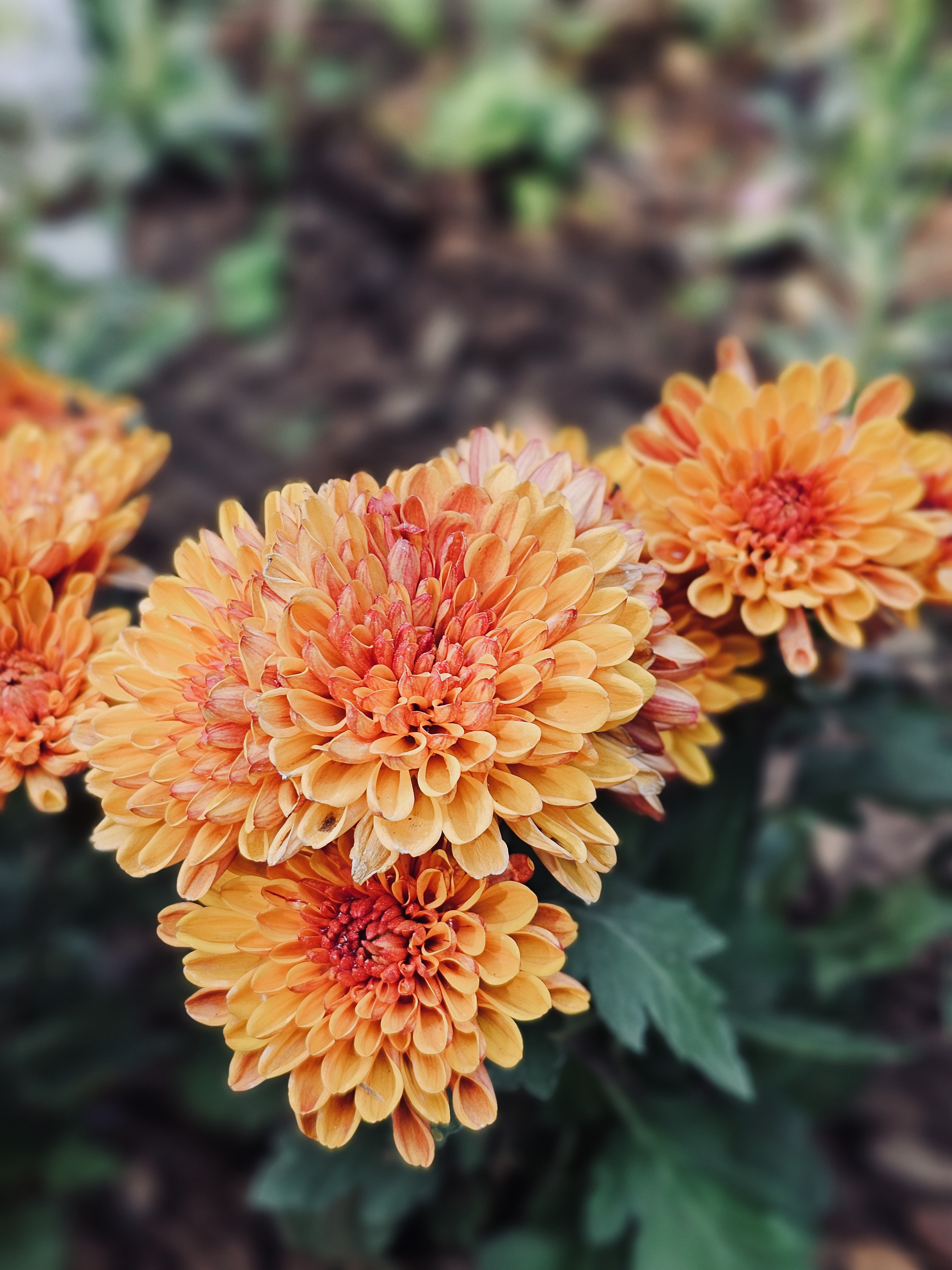 A cluster of bright orange chrysanthemum flowers blooms beautifully, with layers of soft petals creating a colorful display in the garden. Captured at Kamala Nehru Park, Pune, Maharashtra.