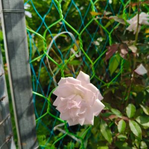 A delicate, light pink rose blossom is prominently displayed against a backdrop of vibrant green foliage.

