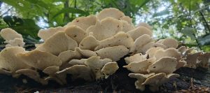 Large cluster of pale shelf fungi spreading across a fallen log in a green forest.