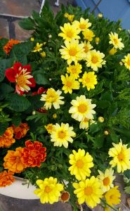 A planter with bright yellow daisies, orange marigolds, and a few red flowers with yellow centers, all surrounded by green leaves.
