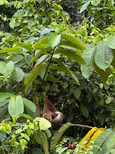 A sloth hangs leisurely amidst lush green foliage in a dense rainforest. 