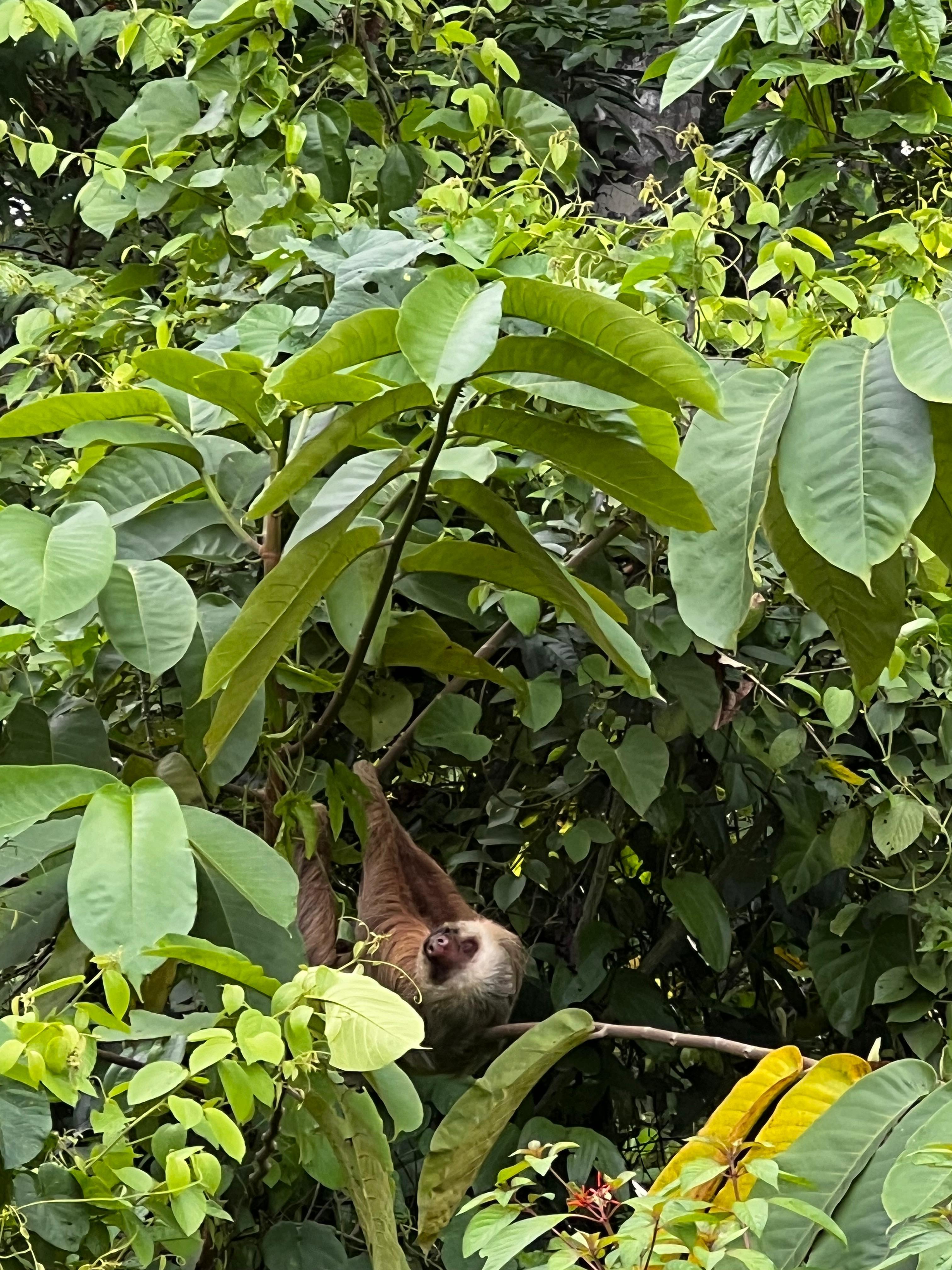 A sloth hangs leisurely amidst lush green foliage in a dense rainforest.