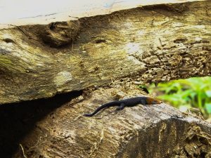 A small reptile with a black speckled body, an orange-brown head, and blue markings near its mouth, resting on a weathered wooden beam with green foliage blurred in the background.

