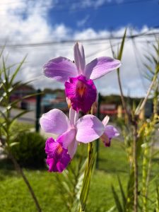 A close-up image of two delicate orchid flowers. The petals are a soft lavender color, complemented by vibrant fuchsia accents at the base of each bloom. The flowers are set against a backdrop of lush green grass and a bright blue sky dotted with fluffy, white clouds. In the background, blurred elements such as a fence and hints of colorful structu