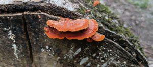 Bright red layered bracket fungus growing from a weathered tree stump.