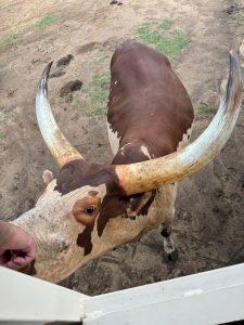 A large brown and white Texas Longhorn is close to the camera, with its impressive, curved horns prominently displayed. The cow's face is focused forward, showing its brown eye, mottled skin, and a pinkish nose. A hand reaches toward the cow, indicating interaction. 